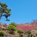 홍도화피는집 이미지