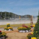 장성황룡강노란꽃잔치 축제장6 이미지