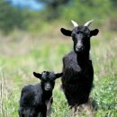 흑염소목장 이미지