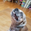 개뼈다구 이미지