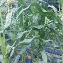 농부네 텃밭 민박 이미지