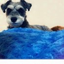 빼로네 애견미용샵 이미지