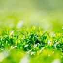 녹차먹인돼지 이미지