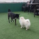 펫더헤븐 이미지