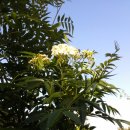 개미목장 이미지