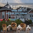 시골펜션 | [태안 시골똥개 애견펜션] 도치룸 숙박 솔직후기 ✨