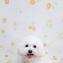 스타애견샵 이미지