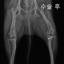 Dr. dog 동물영상의료센터 이미지