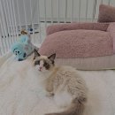 나는 고양이에 빠지다 이미지