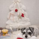 판교 P&P 동물병원 이미지