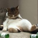 빅스타피자망원