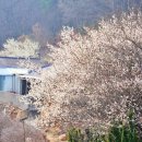 초의선사탄생지(3) | [공지] 광주, 목포근교 매화꽃명소 무안 초의선사 탄생지, 유적지