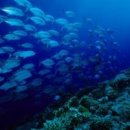 우두머리 이미지