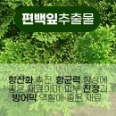 자생약국 네이버블로그