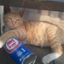 이리오너라 이미지