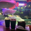 단짠아쿠아 평화점 | 전주 이색물고기 볼수있는 카페 단짠아쿠아 평화점 방문후기
