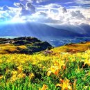 꽃이있는풍경 이미지