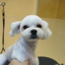 퍼피 인 어스 이미지