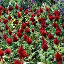 열대지방에서 수입된 꽃 개맨드라미(Celosia argentea L.) 이미지