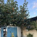 남사예담촌마을 | 산청여행)가을 남사예담촌 방문후기