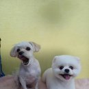 강릉애견하우스 이미지