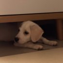 서산시동물보호센터 | 서산시 동물보호센터에서 온 알밤이 입양 기록 | 서산 동물보호센터 , 유기견 입양 후기 , 유기견 입양...