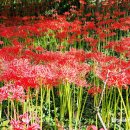 불갑사관광지 주차장 이미지