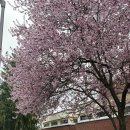 놀이터호프 | 아침식사｜베를린 꽃구경과 피크닉 그런데 바람이 미친｜이스트사이드 갤러리와 템펠호프｜05.042025