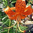 카페꽃길 이미지