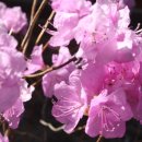 컴퓨터 바탕화면으로 써도 좋을 듯 싶은 봄 내 나는 꽃 사진 이미지