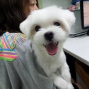 자인동물병원 이미지