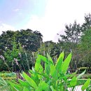 경남 함양 화림동계곡 선비문화길 / 산삼축제 / 개평한옥마을 (&#39;25.9.20) - 2 이미지