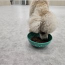 부산애견호텔 댕스스쿨 이미지