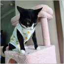 캣라운지 | 고양이 7단 핑크색 캣타워 사용 후기(쿠팡)