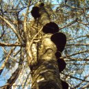 진다리로 이미지