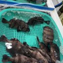 통영활어 | 통영중앙시장 산청활어 후기｜참돔·광어 6만원, 바가지 걱정 없는 활어회 맛집