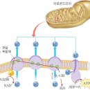 수소이온 미토콘드리아 이미지