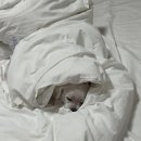 훈이애견 | 경주 | 글램독펜션 (애견동반펜션, 내돈내산 후기)