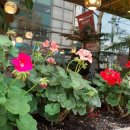 달콤한 오후 이미지