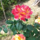 한강농원 이미지