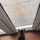 고양이는 나야 둘이 될 수 없어 이미지