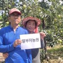 푸르트61
