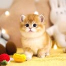 강남고양이분양 호야캣 이미지