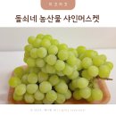 송샤인 | 추석선물세트 추천 돌쇠네 농산물 고당도 샤인머스켓 후기