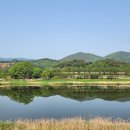 벚나무길 이미지