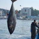 강릉참치 이미지