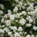 향수 농장 이미지