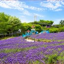 라벤더 Daum카페