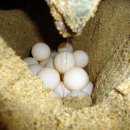 거북이 PC 이미지