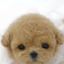 미유펫 강아지고양이 수원점 이미지